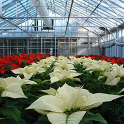 Poinsettias growing in a greenhouse